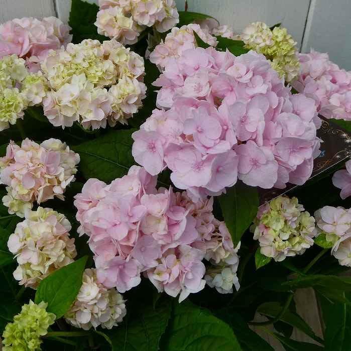 Amazon | 山アジサイ 伊予獅子てまり 5号鉢 ピンク花 鉢植え 母の日